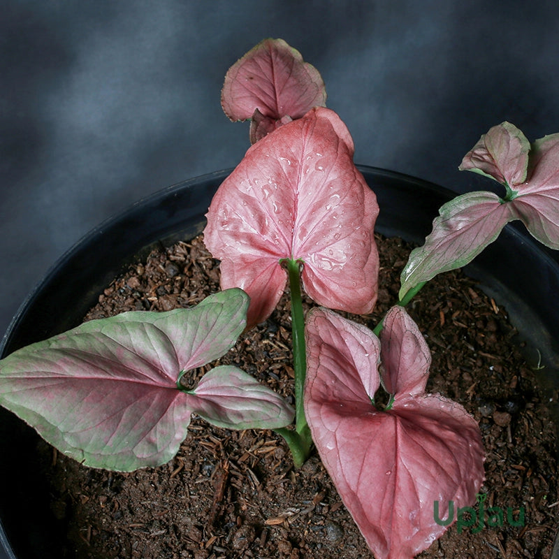 Syngonium Pink Mickey Tissue Culture Grower's Choice