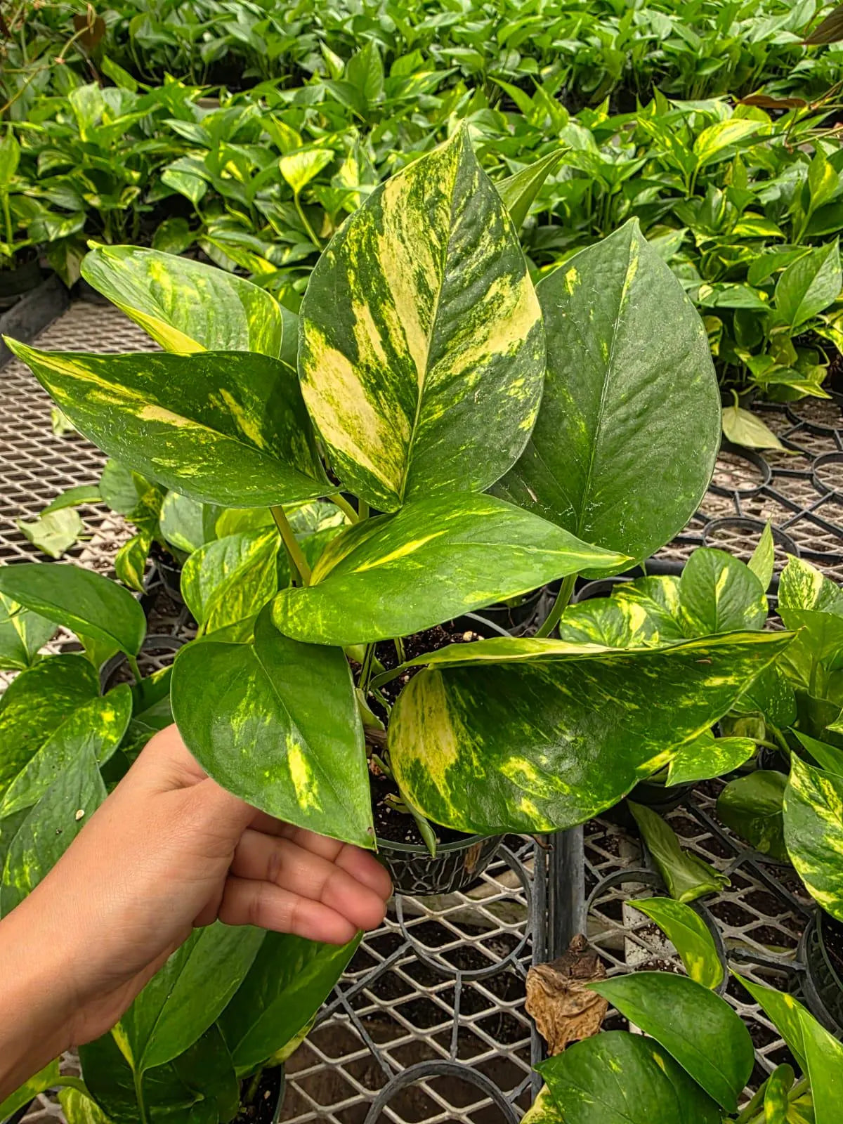 Epipremnum Aurea 'Hawaiian" Cutting Grower's Choice