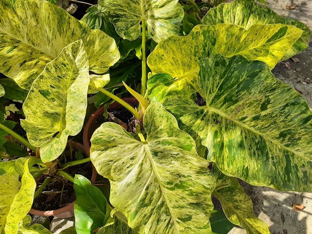 Philodendron Giganteum Blizzard Var. Tissue Culture
