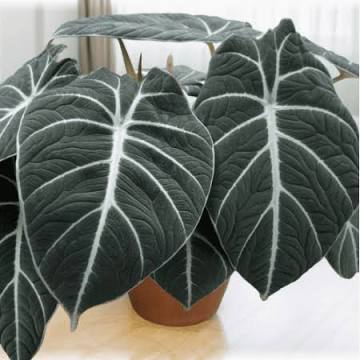Alocasia Black Velvet Tissue Culture