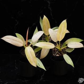 Philodendron Whipple Way Tissue Culture Grower's Choice