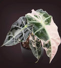 Alocasia Polly Pink Snow Tissue Culture Grower's Choice