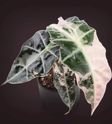 Alocasia Polly Pink Snow Tissue Culture Grower's Choice