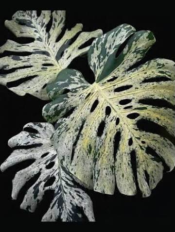 Monstera Vietciosa Tissue Culture Grower's Choice