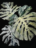 Monstera Vietciosa Tissue Culture Grower's Choice