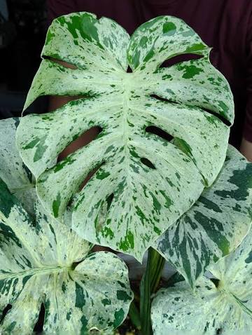 Monstera Vietciosa Tissue Culture Grower's Choice