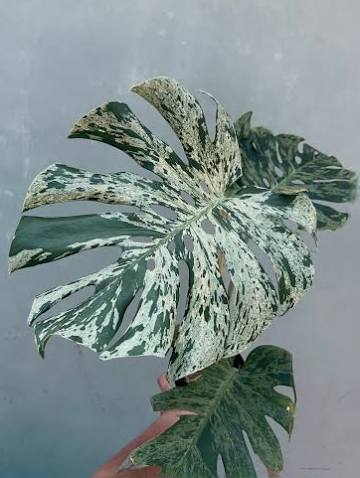 Monstera Vietciosa Tissue Culture Grower's Choice