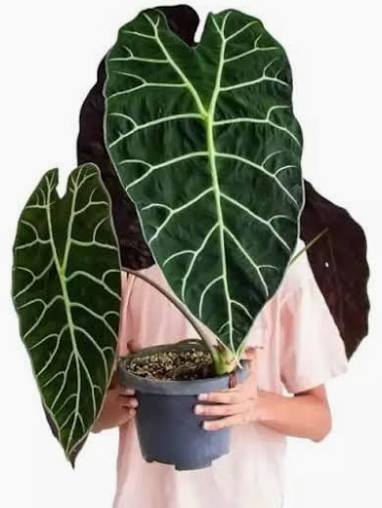 Alocasia doff Watsoniana Black Leaf Tissue Culture Grower's Choice