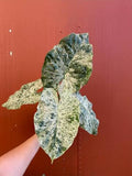 Alocasia Macrorrhiza 'Camouflage' Tissue Culture Grower's Choice