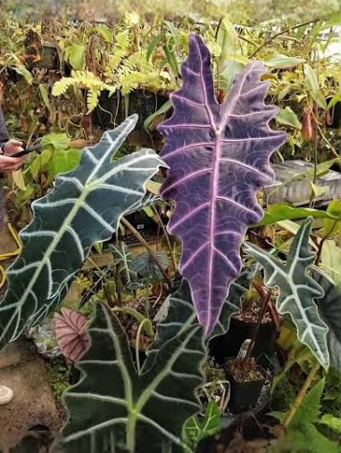 Alocasia Amazonia 'Purpley' Tissue Culture Grower's Choice
