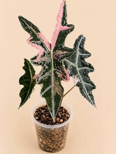 Alocasia Pink Nobilis Tissue Culture Grower's Choice