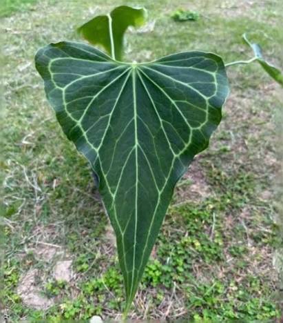 Anthurium Delta Force Tissue Culture Grower's Choice