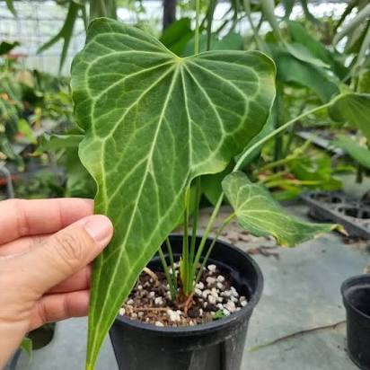 Anthurium Delta Force Tissue Culture Grower's Choice